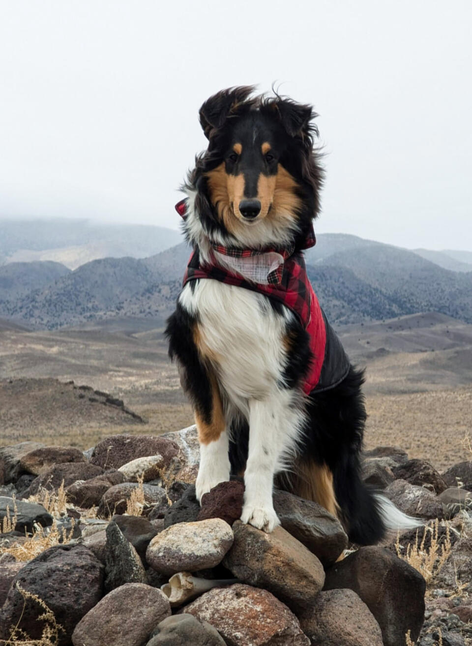 Woodpecker Farm My Son Ted